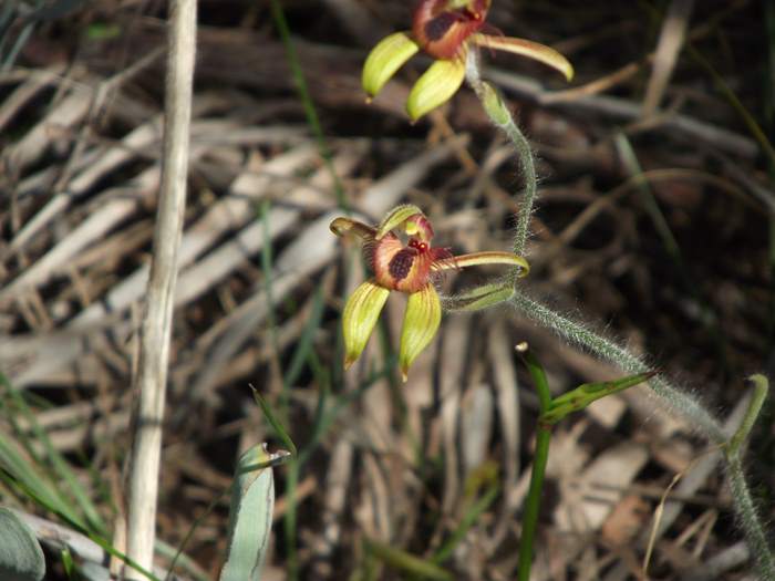 Caladenia discoidea - Dancing spider orchid_023.JPG